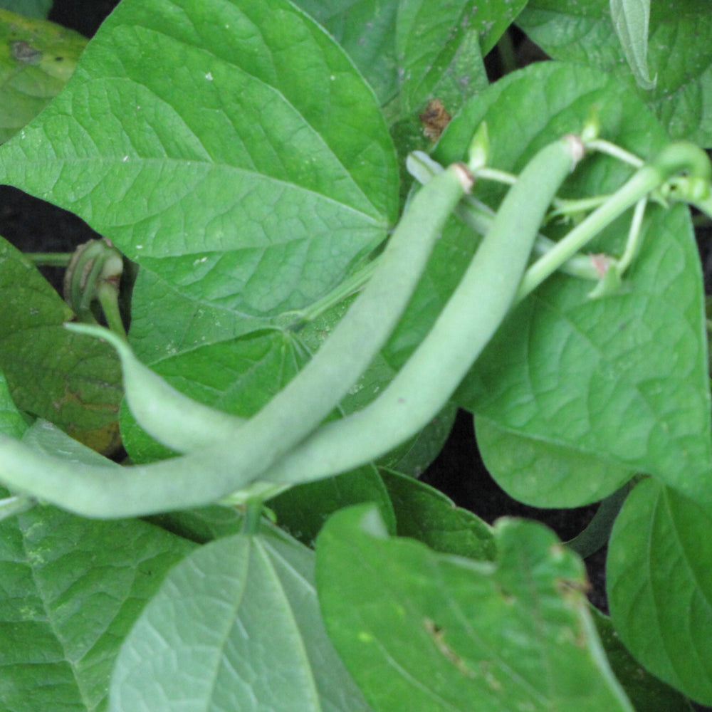 Organic Seed- Bean Tendergreen