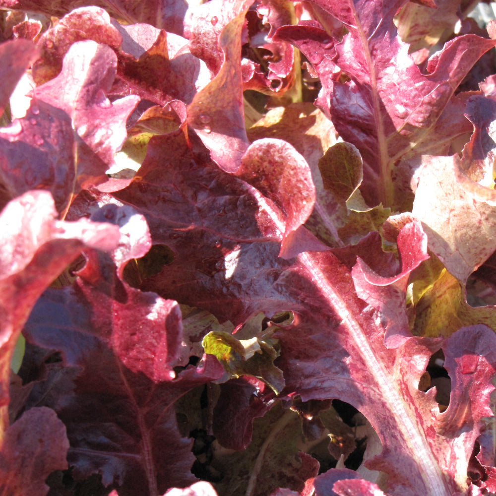 Seed- Leaf Lettuce Red Oakleaf