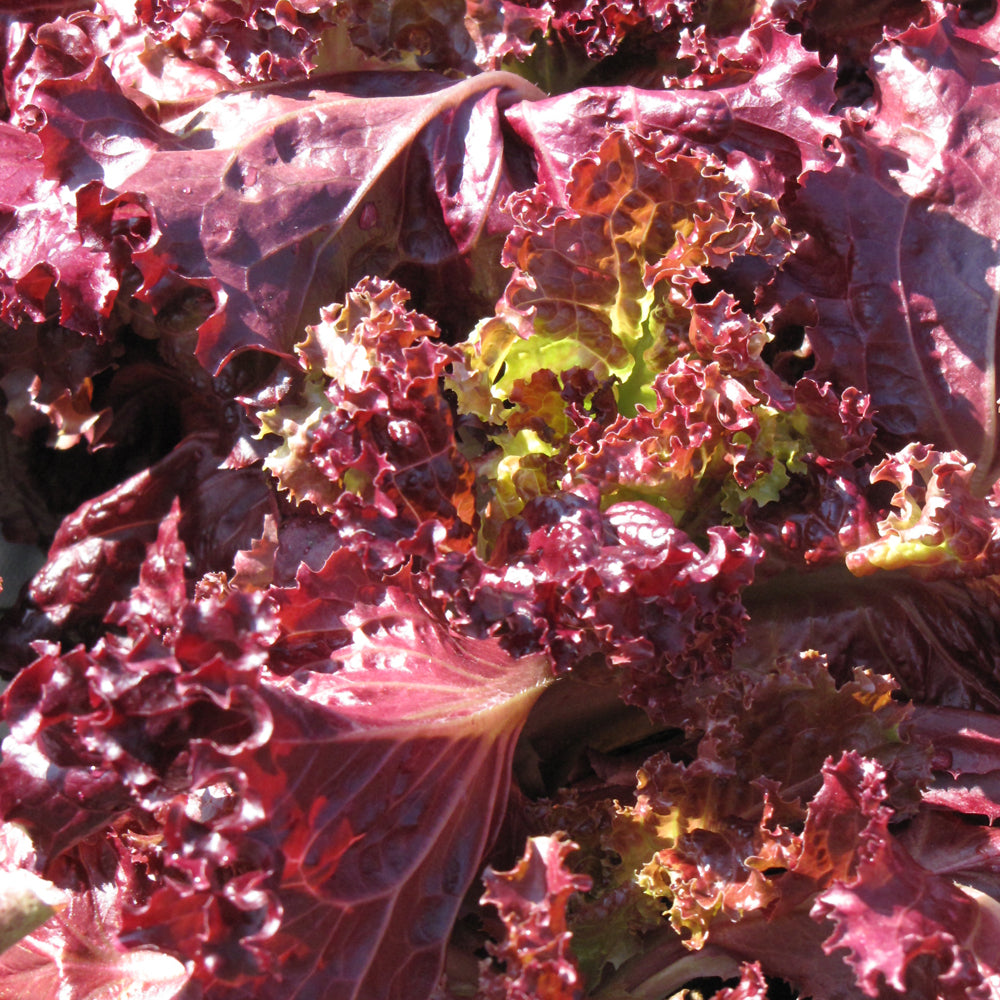 Seed- Leaf Lettuce Lolla Rosso