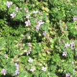 THYMUS PINK CHINTZ