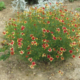 COREOPSIS CRUIZIN ROUTE 66