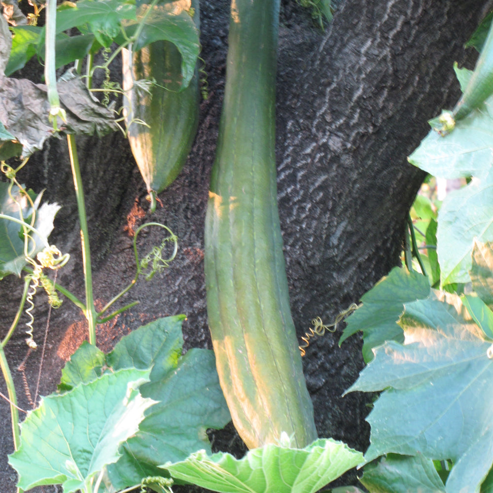 Seed- Gourds Luffa