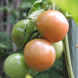 Seed- Stake Tomato Better Boy VFN