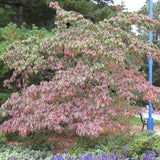 DOGWOOD CHINESE