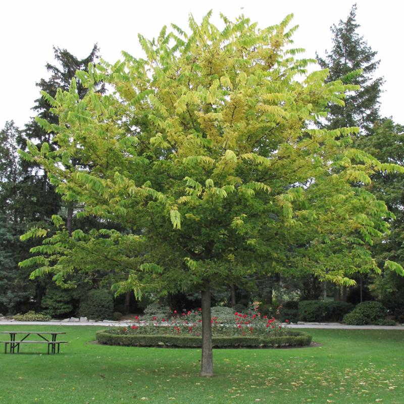 HACKBERRY COMMON