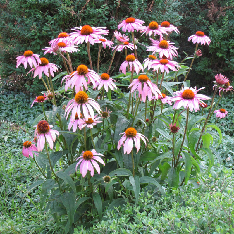 ECHINACEA PURPUREA