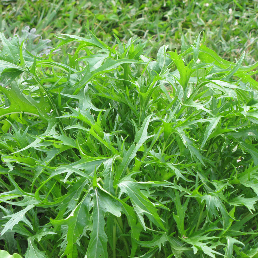 Organic Seed- Arugula Roquette