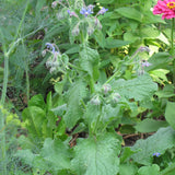 Seed- Borage