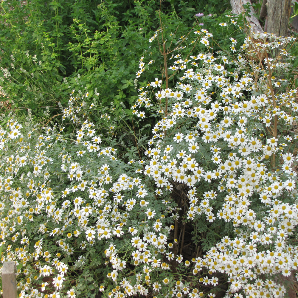 Seed- Chamomile