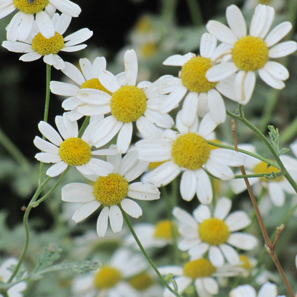 Seed- Chamomile