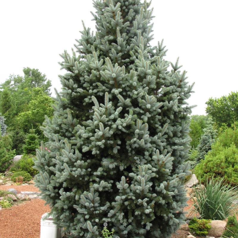 SPRUCE 'FASTIGIATA' COLUMNAR