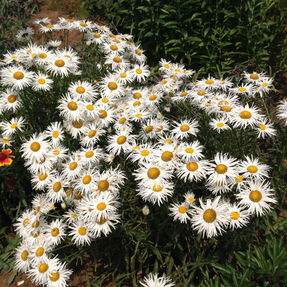 Seed- Shasta Daisy Crazy Daisy