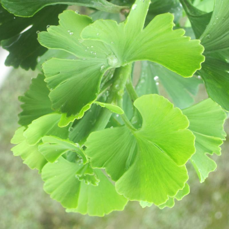 GINKGO TROLL