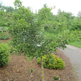 GINKGO TUBIFOLIA