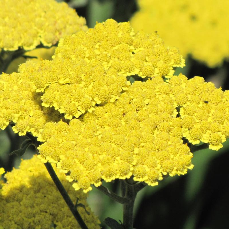 ACHILLEA MOONSHINE