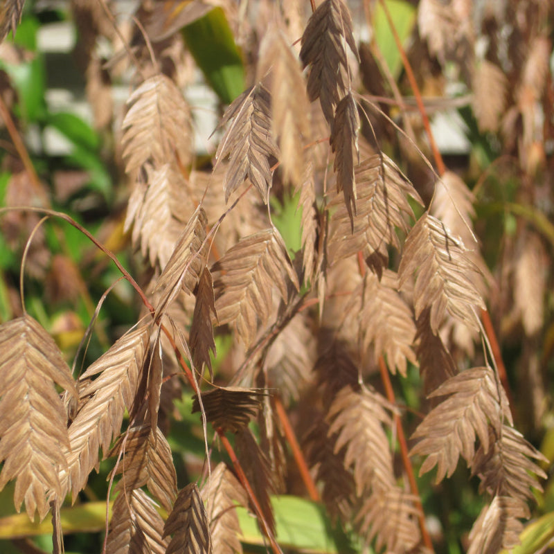 CHASMANTHIUM LATIFOLIUM