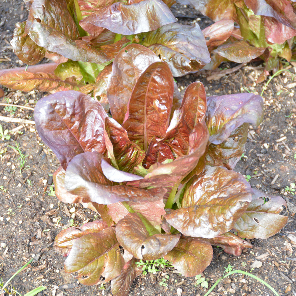 Seed- Lettuce Red Romaine