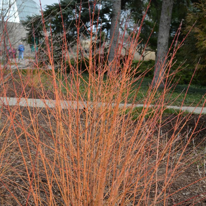 DOGWOOD WINTER BEAUTY