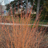 DOGWOOD WINTER BEAUTY