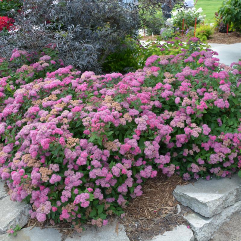 SPIREA DOUBLE PLAY PINK