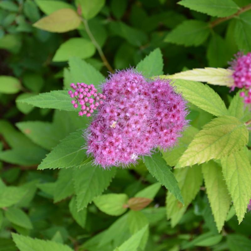 SPIREA DOUBLE PLAY CANDY CORN