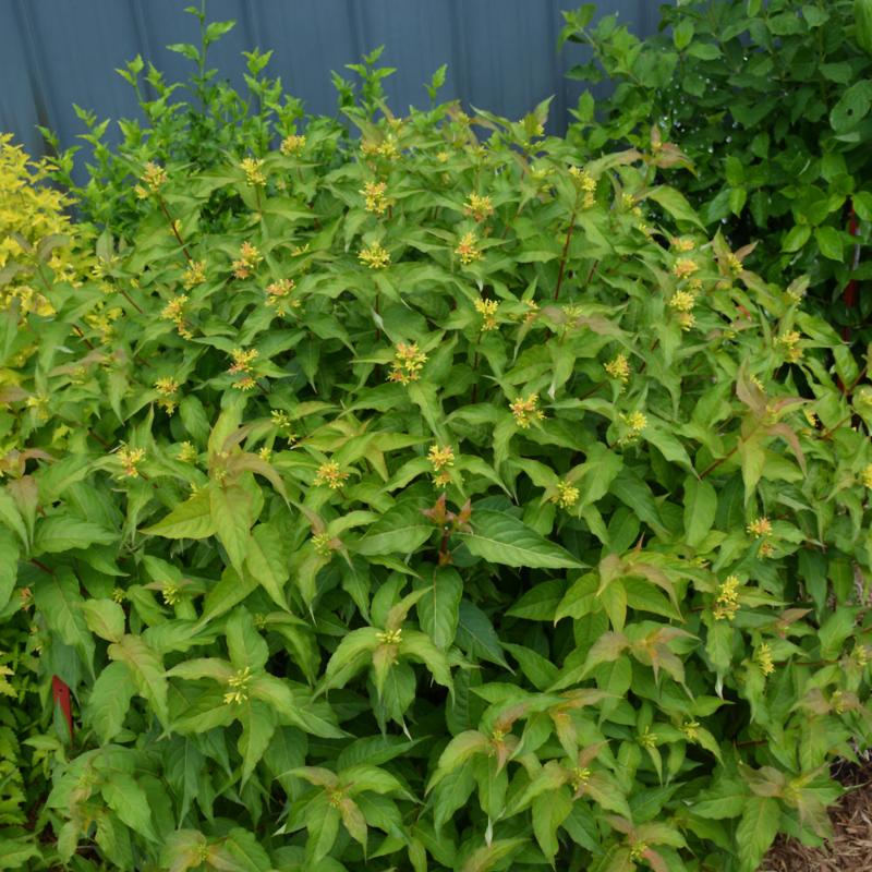 HONEYSUCKLE KODIAK ORANGE