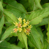 HONEYSUCKLE KODIAK ORANGE