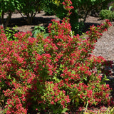 WEIGELA SONIC BLOOM RED PW