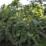 ARALIA FIVELEAF VARIEGATED