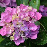 HYDRANGEA CITYLINE VENICE