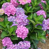 HYDRANGEA CITYLINE VENICE