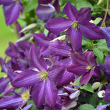 CLEMATIS HAPPY JACK PURPLE