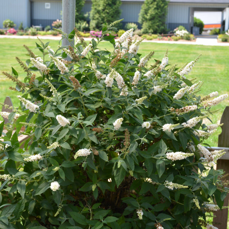 BUDDLEIA MISS PEARL