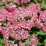 HYDRANGEA INVINCIBELLE RUBY