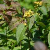 HONEYSUCKLE KODIAK BLACK