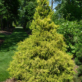 FALSE CYPRESS GOLDEN MOPS