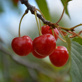 CHERRY MONTMORENCY