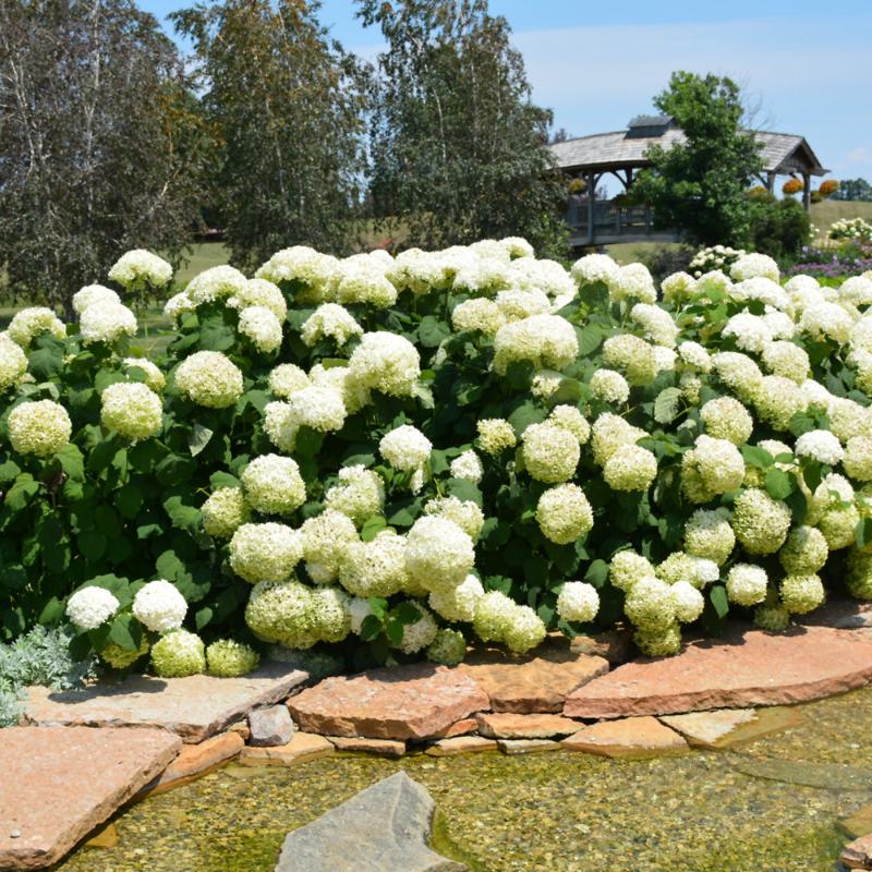 HYDRANGEA INCREDIBALL