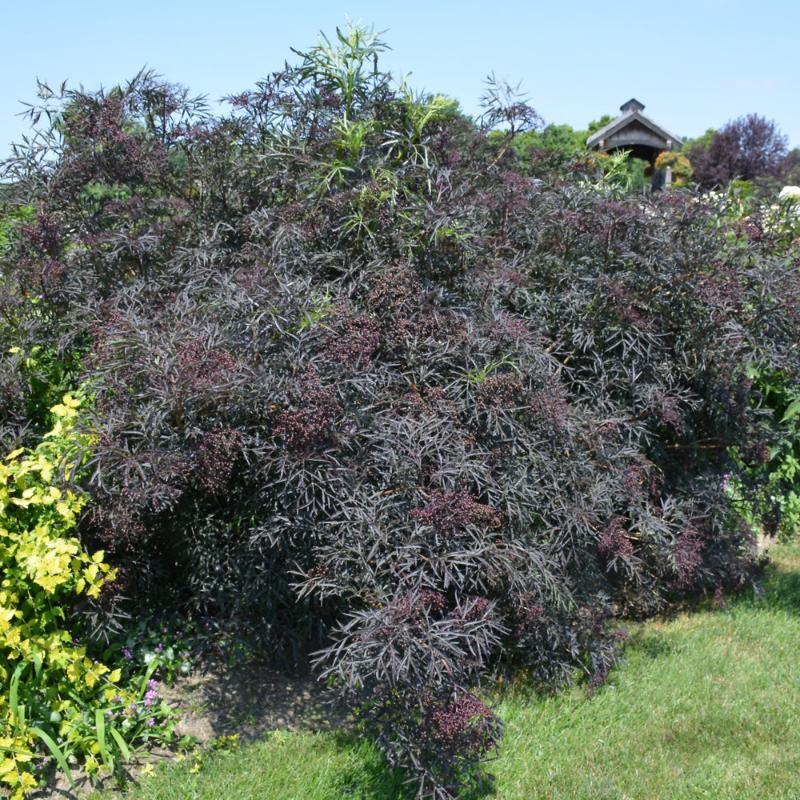 ELDERBERRY BLACK LACE