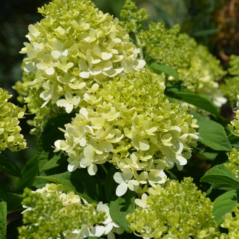 HYDRANGEA LITTLE LIME