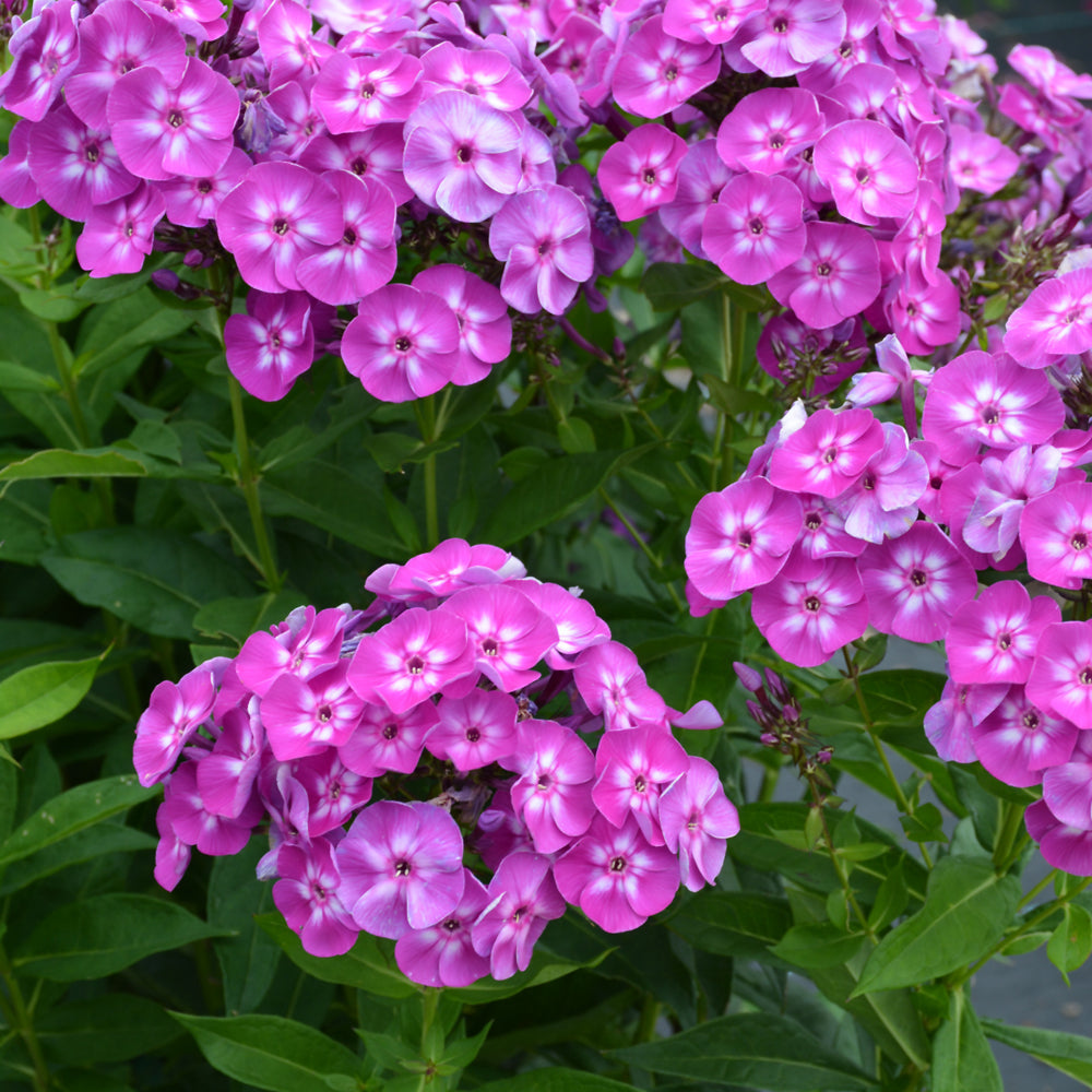 PHLOX LAURA