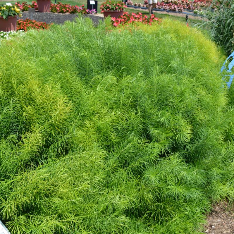 AMSONIA HUBRICHTII