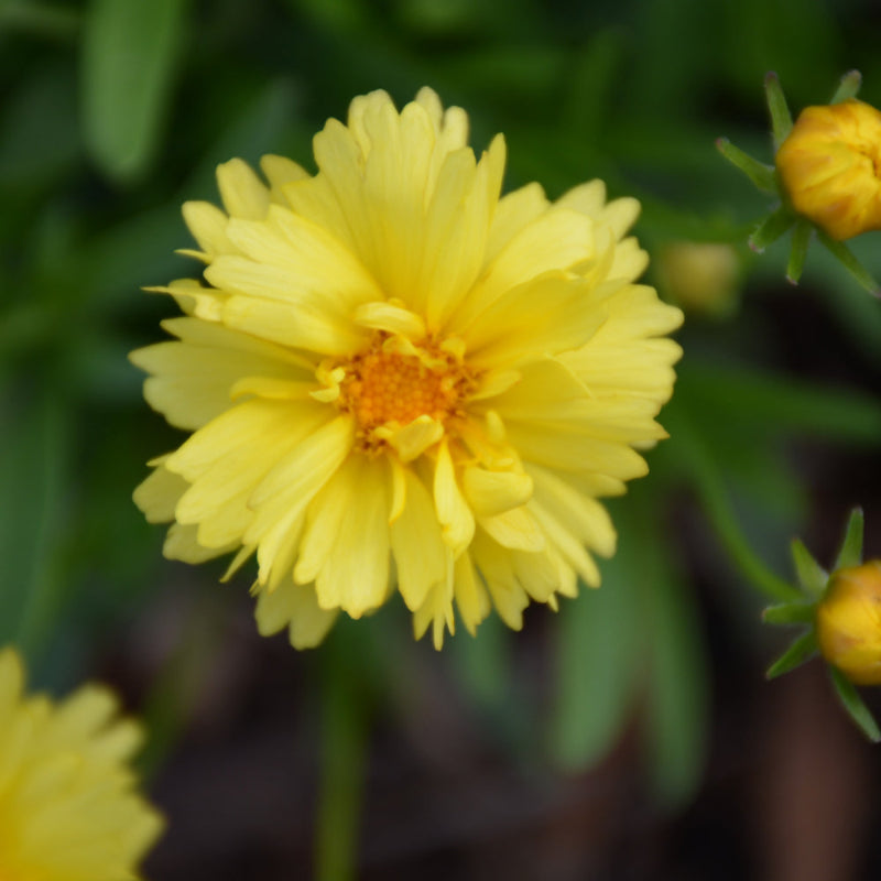 COREOPSIS LEADING LADY CHARLIZE