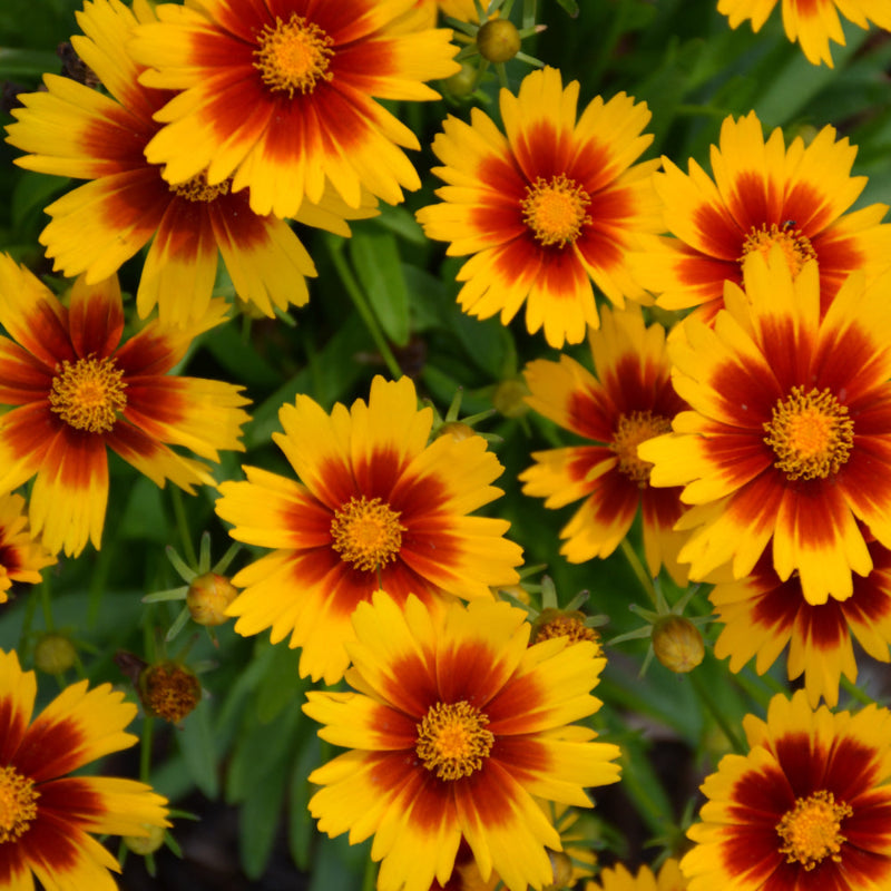 COREOPSIS UPTICK GOLD & BRONZE