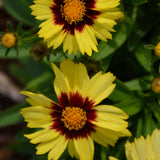 COREOPSIS UPTICK YELLOW & RED