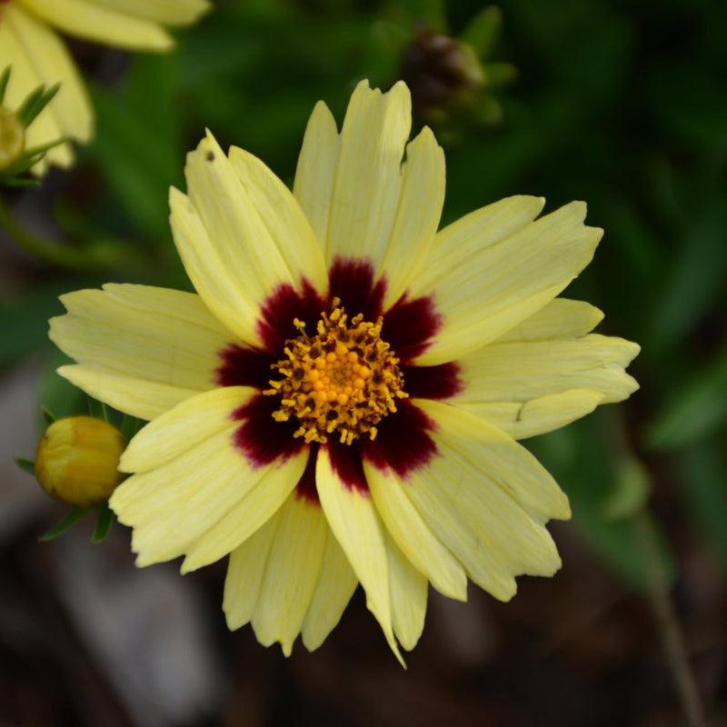 COREOPSIS UPTICK CREAM & RED