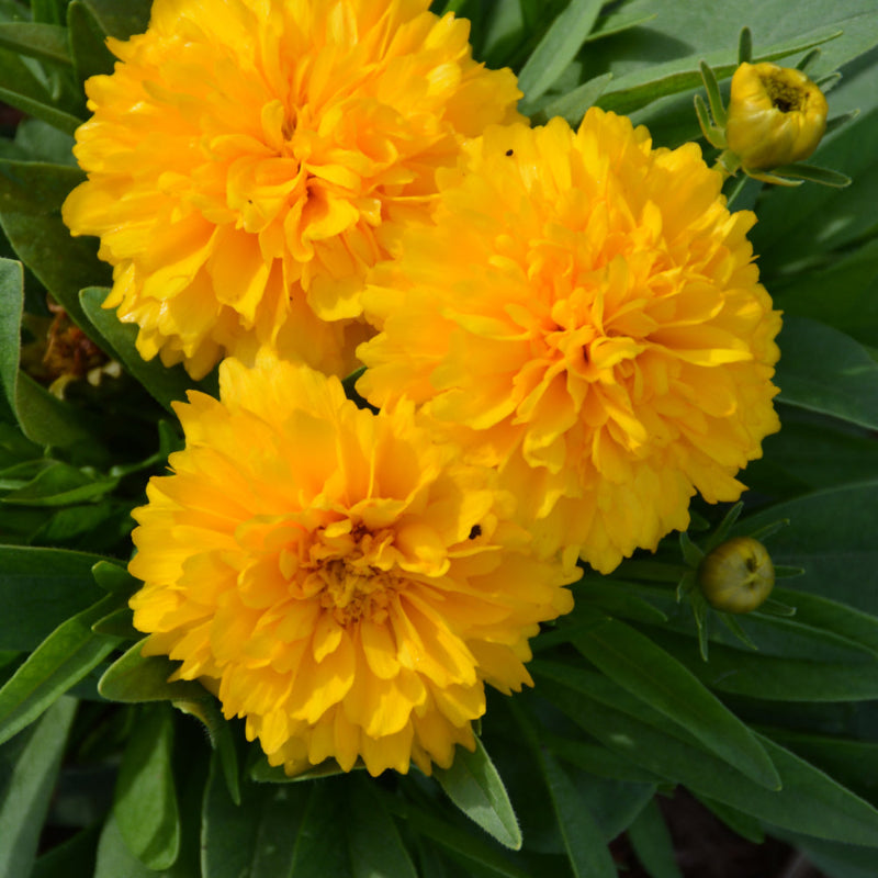 COREOPSIS GOLDEN SPHERE