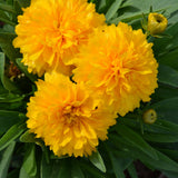 COREOPSIS GOLDEN SPHERE