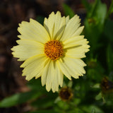 COREOPSIS SOLANNA GLOW