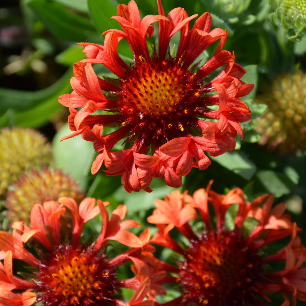 GAILLARDIA FANFARE BLAZE